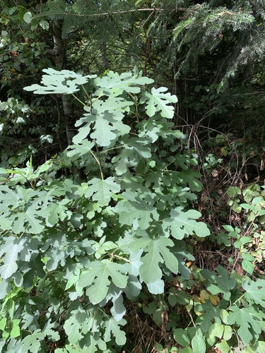 common fig