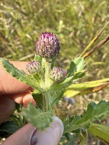 Flodman's thistle