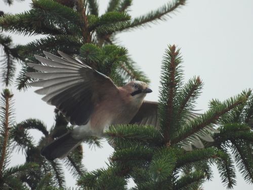 Eurasian Jay