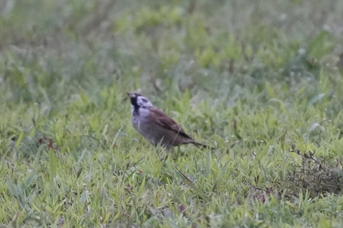 Eurasian Tree Sparrow