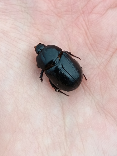 Pentodon bidens punctatus