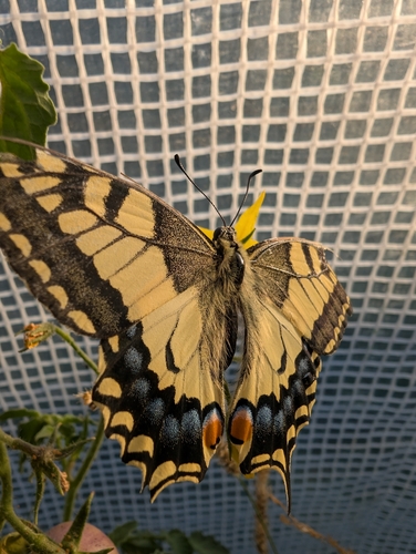Old World Swallowtail