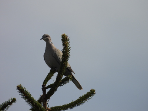 Eurasian Collared-Dove
