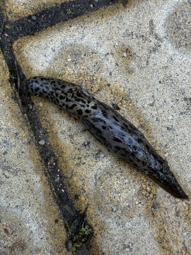 Leopard Slug