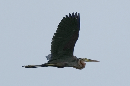Purple Heron