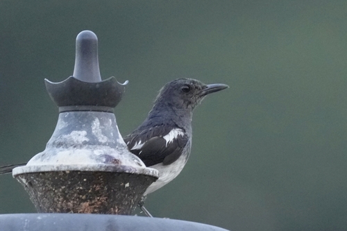 Oriental Magpie-Robin