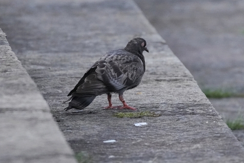 Feral Pigeon