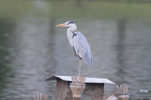 Grey Heron