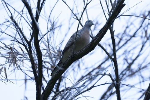 Zebra Dove