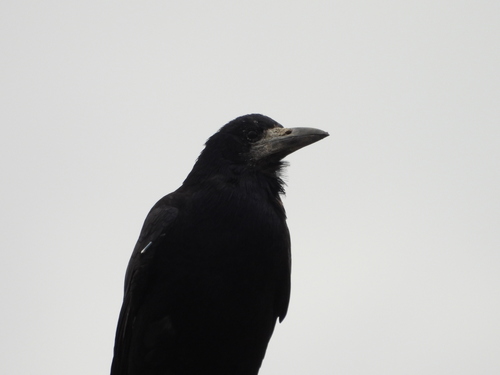 Rook
