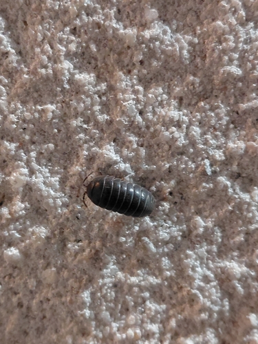 Common Pill Woodlouse