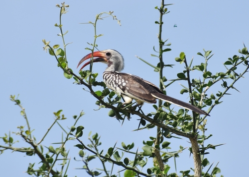 Northern Red-billed Hornbill