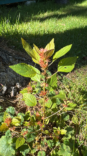 Common Three-seeded Mercury