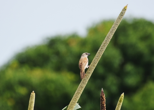 Northern Grey-headed Sparrow