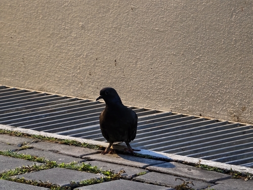 Rock Pigeon
