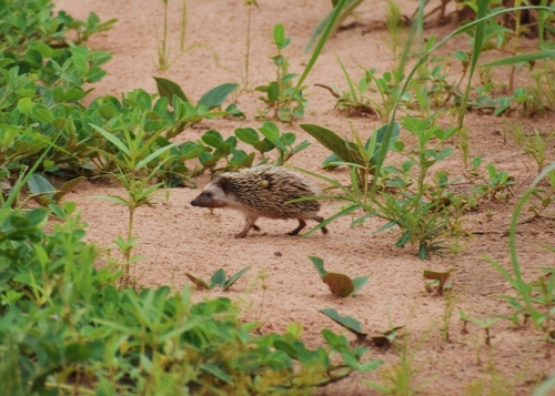 Four-toed Hedgehog