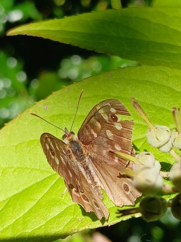 Speckled Wood