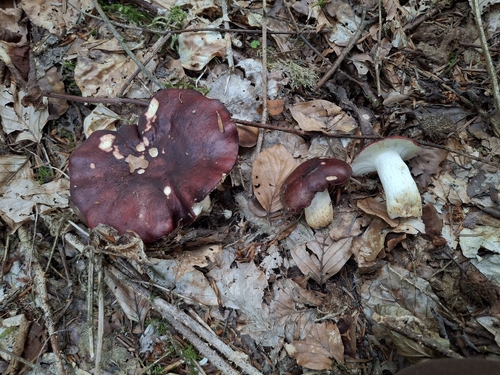 Russula viscida