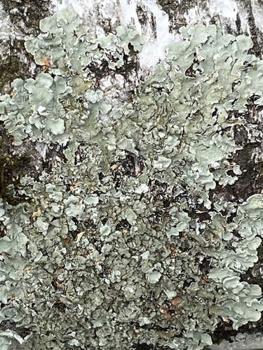 common greenshield lichen