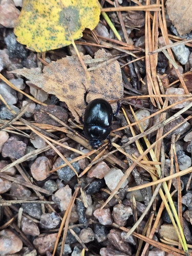 Woodland Dor Beetle