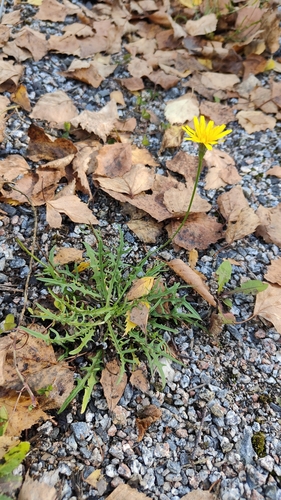 Autumn Hawkbit