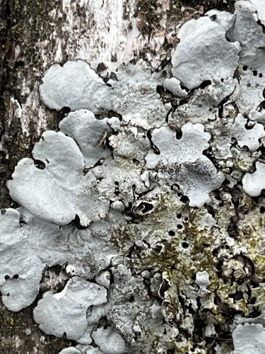 Linden shield lichen