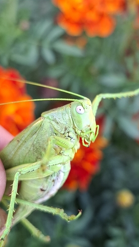 Eastern Green Bush-cricket