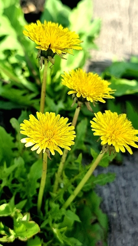 common dandelion