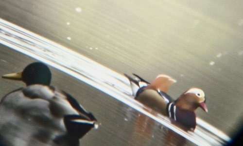 Mandarin Duck