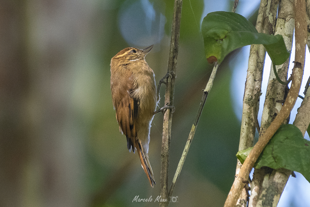 Amazonian Plain-Xenops photo