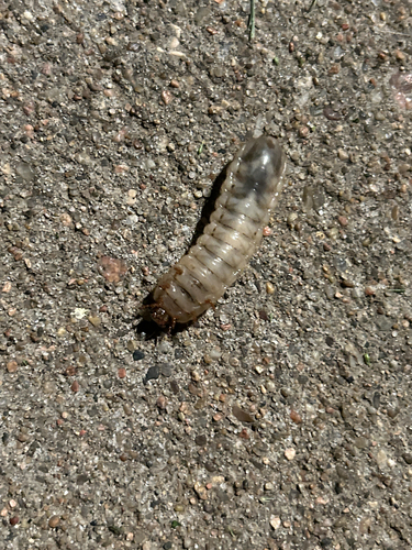 Common Green June Beetle