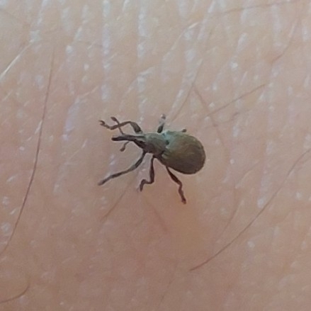 Trichopterapion holosericeum