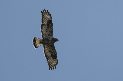Rough-legged Hawk