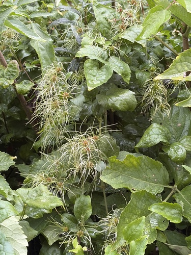 Old man's beard