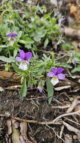 Wild Pansy