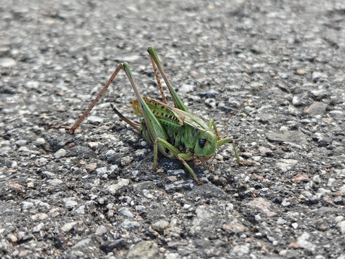Wart-biter