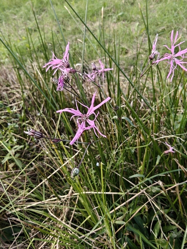 ragged-robin