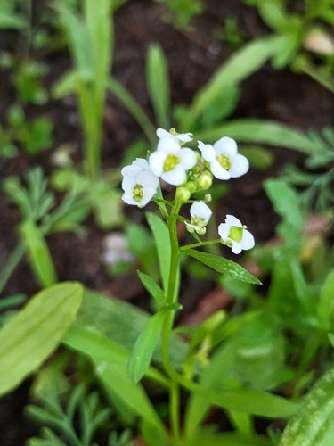 sweet alyssum
