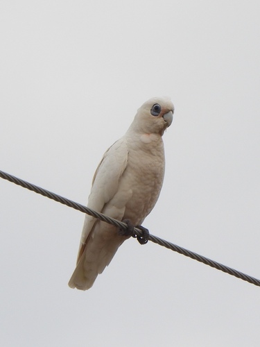 Little Corella