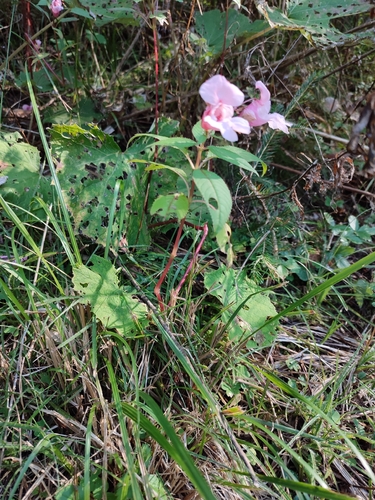 Himalayan balsam