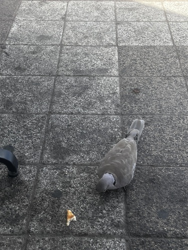 Eurasian Collared-Dove
