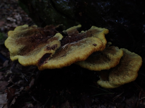 European Dyer's Polypore