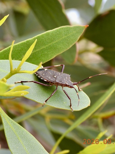 Poecilometis fuscescens