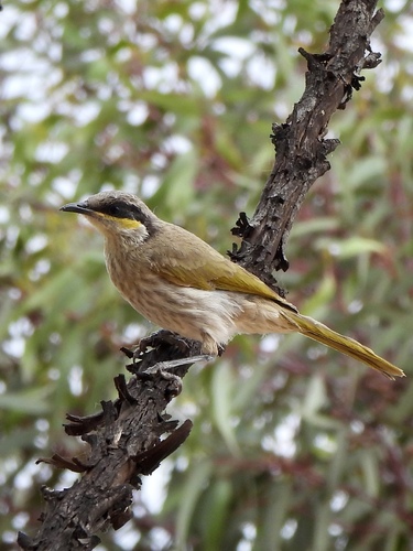 Singing Honeyeater
