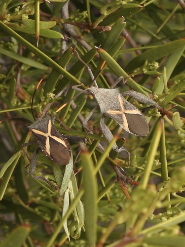 Crusader Bug