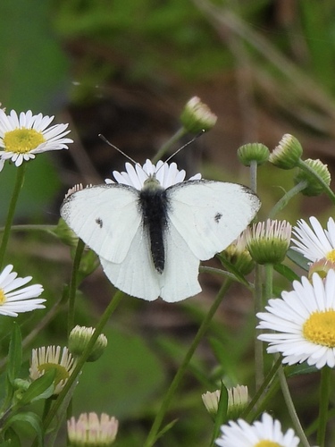 Small White