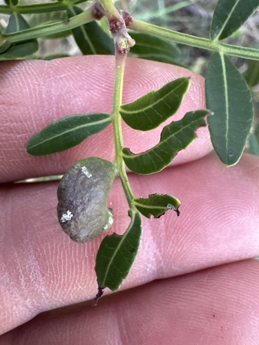 Mealy Grass Root Aphid