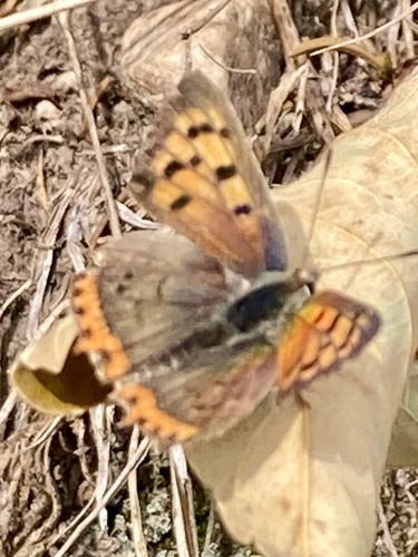 Small Copper