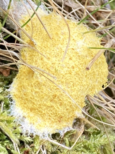 Dog Vomit Slime Mold