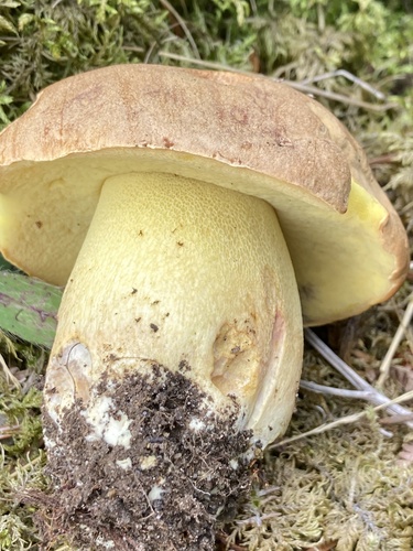 Butyriboletus subappendiculatus